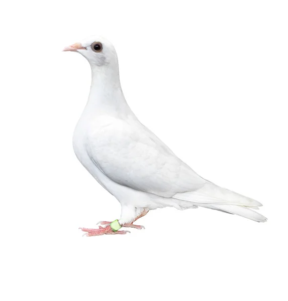 Vit Fjäder Pigeon Fågel Isolerade Vit Bakgrund — Stockfoto