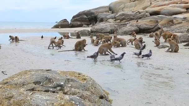 Skupina Divoké Opice Pláži Huahin Prachuap Khiri Khan Jižně Thajska — Stock video
