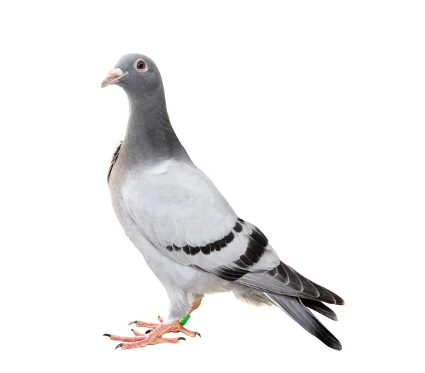 Corps Entier Jeune Pigeon Oiseau Isoler Fond Blanc — Photo