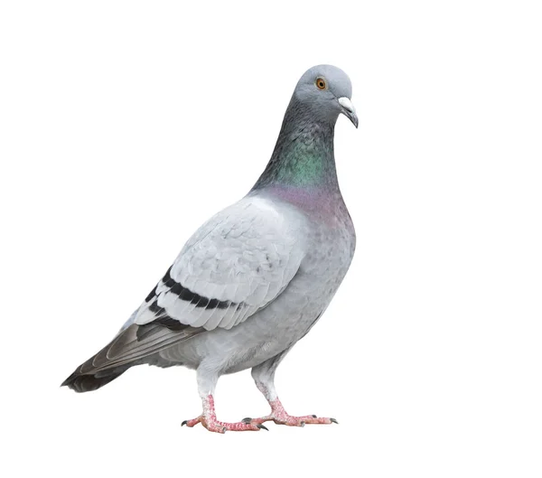 Plein Pigeon Solitaire Isoler Fond Blanc — Photo