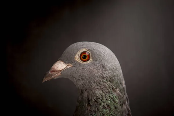 Крупним Планом Красиві Очі Швидкості Голубиного Птаха Темному Фоні — стокове фото