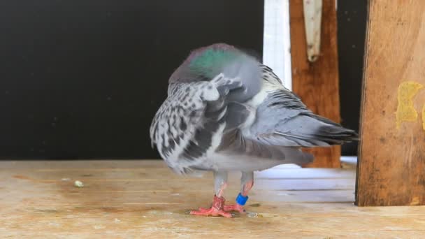 速度赛跑鸽子在家庭阁楼 — 图库视频影像