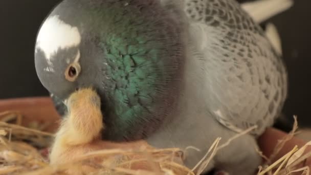 Homing Pigeon Feeding Crop Milk New Born Nest Jar — Stock Video