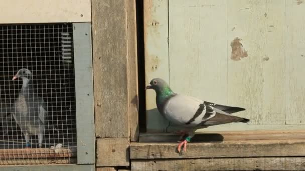 Homing Pigeon Walking Home Loft — Stock Video