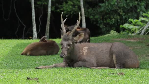 Ciervo Sambar Macho Con Hermoso Cuerno Parque Nacional Khao Yai — Vídeos de Stock