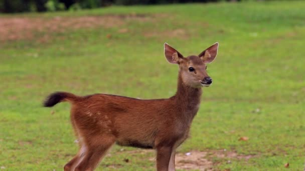 Pequeño Ciervo Sambar Parque Nacional Khao Yai Tailandia — Vídeos de Stock