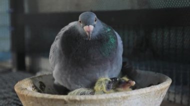 posta güvercini ve iki yeni doğmuş