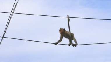 Elektrik teline tırmanma maymun 