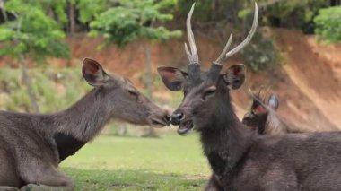 sambar geyiği khao yai Milli Parkı Tayland