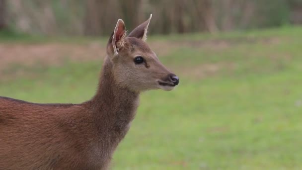 Sambar Deer Κάο Γιάι Ταϊλάνδη Εθνικό Πάρκο — Αρχείο Βίντεο