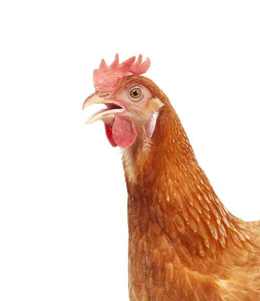 Menutup Kepala Ayam Coklat Terisolasi Latar Belakang Putih — Stok Foto