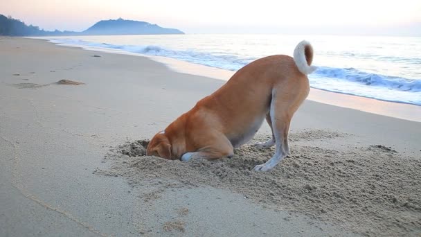 Собака Копає Піщаний Пляж Вранці — стокове відео