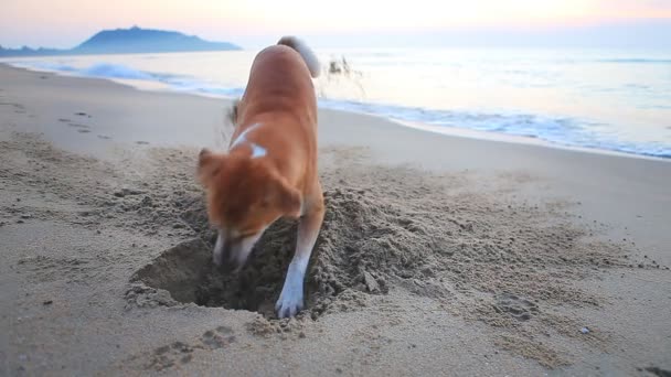 Pies Kopanie Piaszczystej Plaży Rano — Wideo stockowe