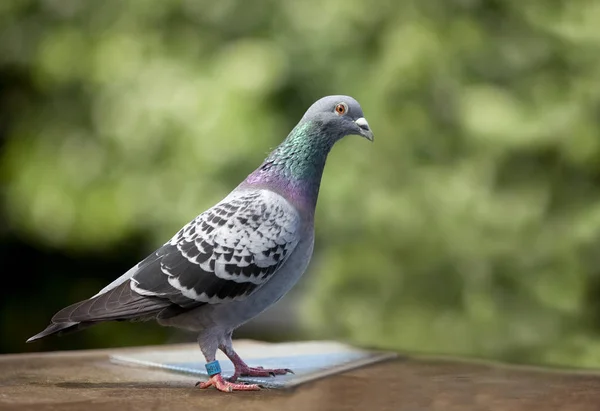 Voller Körper der Speed-Renntaube aus nächster Nähe — Stockfoto