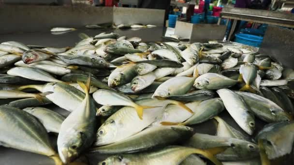 Trabalhador Coleccionador Peixe Fresco Para Venda Mercado Frutos Mar Tailandês — Vídeo de Stock