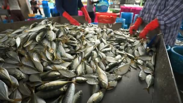 Tayland Deniz Ürünleri Satmak Için Çalışan Toplayıcı Taze Balık Pazarı — Stok video