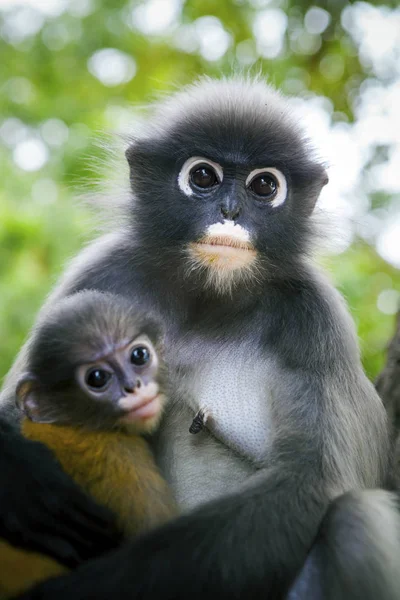 荒野朦胧的叶子猴子和婴孩在拥抱 — 图库照片
