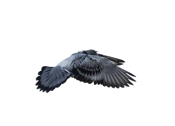 Flying Pigeon Bird Isolated White Background — Stock Photo, Image