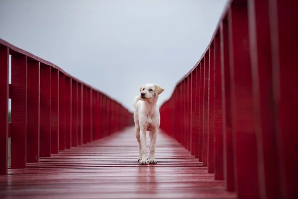 Dakloze Hond Staande Rode Houten Brug Zoek Fot Toekomst Lege — Stockfoto