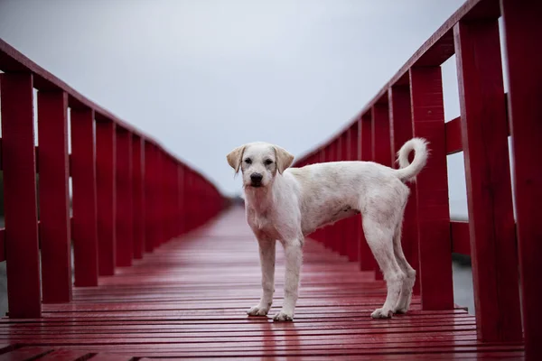 Homeless Dog Standing Red Wood Bridge — Stock Photo, Image