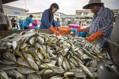 Samutsakorn Tayland - september8, 2018: tanımlanamayan alt boyutu ve balık tür toplama mahachai ilçe önemli balıkçılık sanayi olay bangkok Tayland sermaye balıkçılık tekne yakalamak yapıldı.
