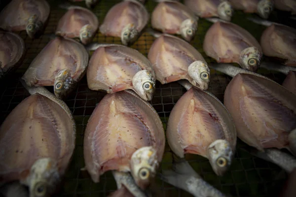 Sun Dry Mullet Fish Prachuap Khiri Khan Southern Thailand — Stock Photo, Image