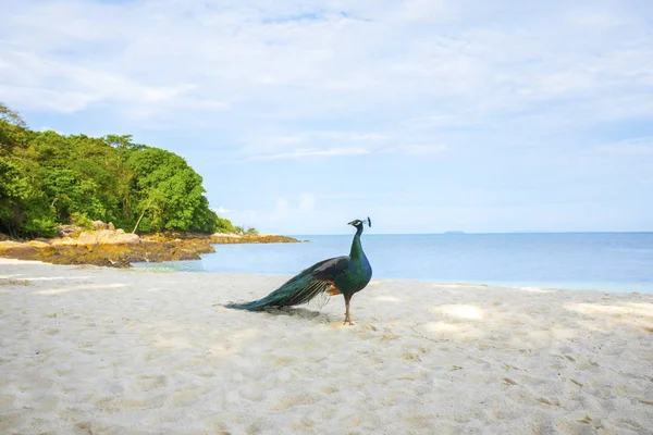 Indischer Pfau Steht Schönen Meeresstrand Der Insel Koh Munnok Thailand — Stockfoto