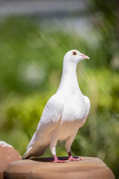 Portret Całego Ciała Białe Piórko Pigeon Ptak Stojący Poddaszu Domu — Zdjęcie stockowe