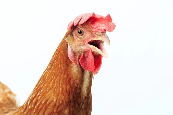 Kahverengi Tavuk Kafa Ayrı Tut Moduyla Beyaz Artalan Yakın Çekim — Stok fotoğraf