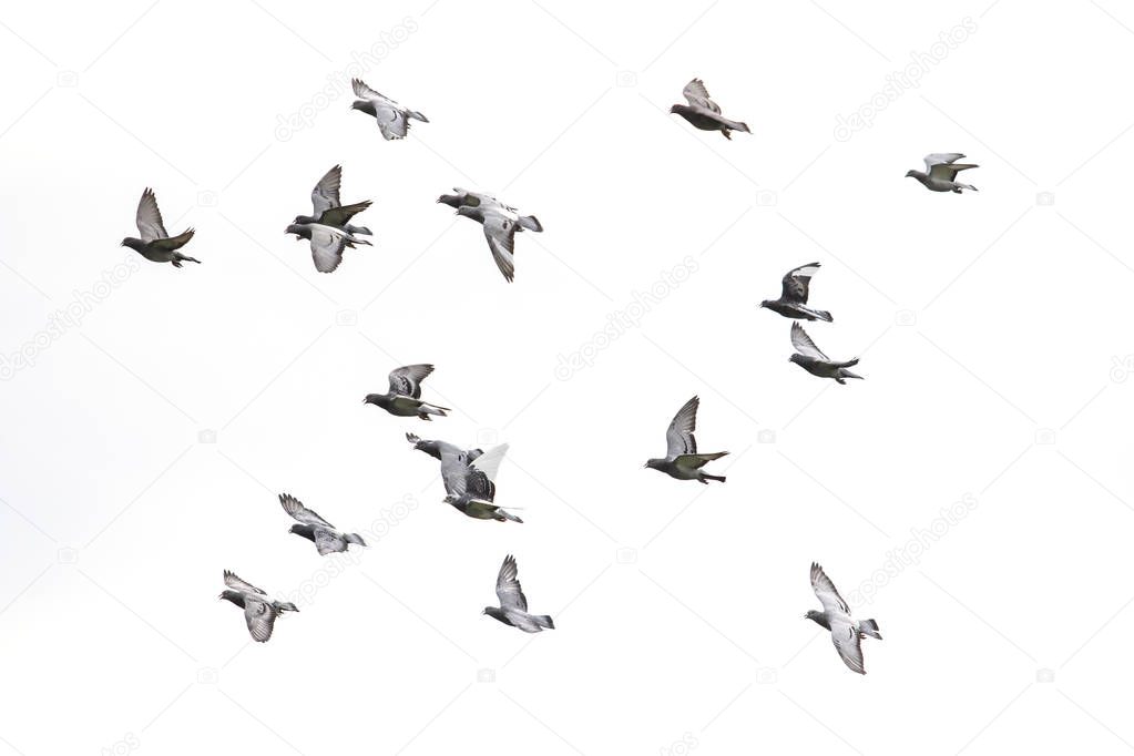 flock of speed racing pigeon flying against white sky background