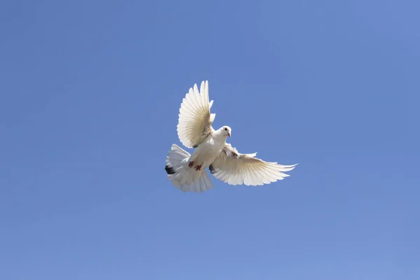 Całe Ciało Białe Piórko Gołąb Flying Przed Jasne Błękitne Niebo — Zdjęcie stockowe
