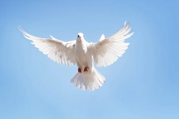 Całe Ciało Gołębia Białe Piórko Flying Przed Jasne Błękitne Niebo — Zdjęcie stockowe