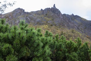 Japonya çam ve showa shinzan vulcano hokkaido Japonya'nın en popüler seyahat hedef birini mt.usu zirvesine yeşil yaprakları 
