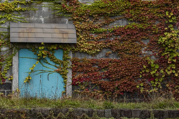 Πολύχρωμα Φύλλα Αναρρίχηση Βράχο Τοίχο Στο Χοκάιντο Σαπόρο Ιαπωνία — Φωτογραφία Αρχείου