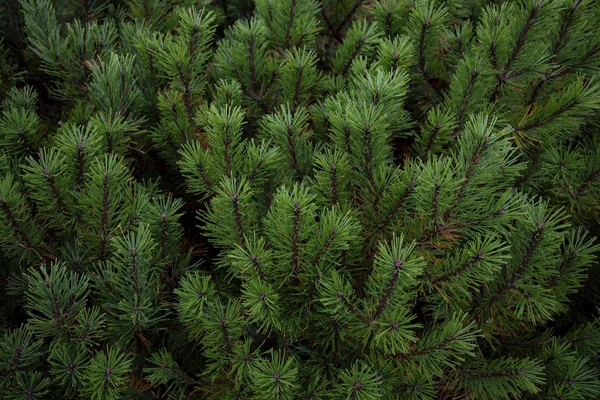 Närbild Grön Furu Blad Usu Peak Showa Shinzan Berg Hokkaido — Stockfoto