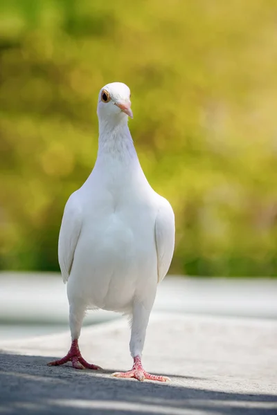 Całe Ciało Białe Piórko Speed Racing Pigeon Ptak Stojący Przed — Zdjęcie stockowe