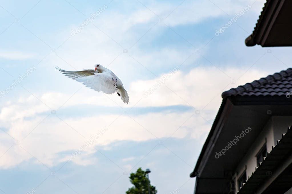 white feather pigeon flying against light blue sky with domestic residence home background