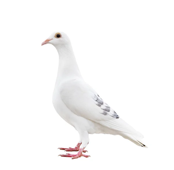 Corps Complet Course Vitesse Pigeon Oiseau Isolé Fond Blanc — Photo