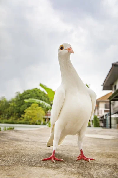 Hela Kroppen Vit Fjäder Pigeon Fågel Står Hem Loft — Stockfoto