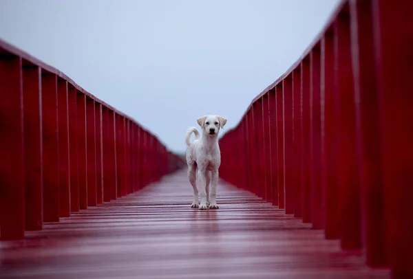 Dakloze Hond Staande Rode Houten Brug Zoek Fot Toekomst Lege — Stockfoto