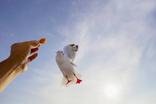 Human Hand Feeding Sea Gull Bird Mid Air — Stock Photo, Image