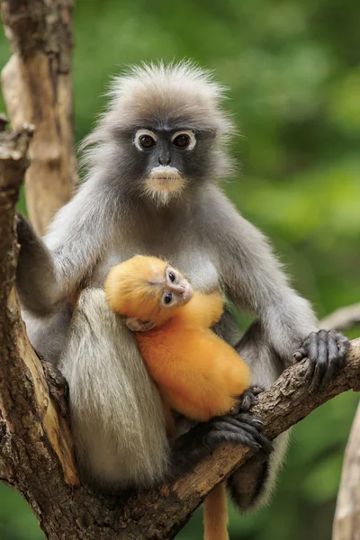 薄暗いリーフ モンキーと熱帯のお母さん赤ちゃん荒野タイ — ストック写真