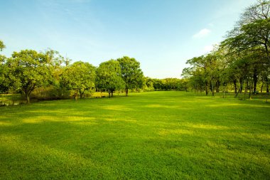 green grass field  in urban public park  clipart