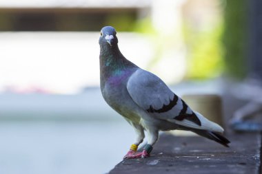 pigeon kuş ayakta açık yarış hız tam vücut