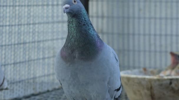 Breeding Speed Racing Pigeon Home Loft — Stock Video