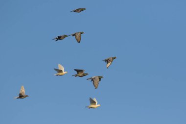 Açık mavi gökyüzünde uçan hız yarış güvercini sürüsü