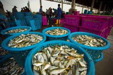 samutsakorn thailand - Eylül 8.2018: İşçi boyut ve balık koleksiyonu mahachai bölgesindeki balıkçı teknesinden balık avlıyordu önemli balıkçılık endüstrisi Bangkok Tayland 'ın eteklerinde ve başkentte