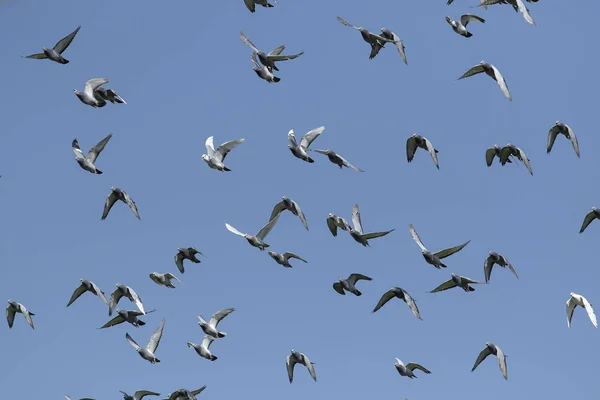 Kawanan Merpati Balap Kecepatan Terbang Melawan Langit Biru Yang Cerah — Stok Foto