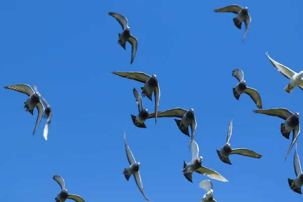 Zwerm Snelheidsvliegduiven Tegen Helderblauwe Lucht — Stockfoto