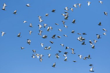 hız yarış karşı uçan güvercin kuş sürüsü açık mavi gökyüzü